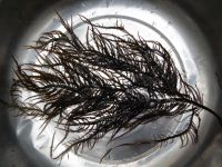 seaweed chondracanthus chamissoi  Dried