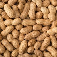 Premium Fresh Peanuts Packed For Sale Premium Quality Peanuts Direct From Supplier With High Customer Demand