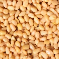 Raw Pine Nuts High Nutritional Value Pine Nuts Perfect For Food Industry And Premium Wholesale