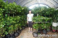 Ficus panda 3 steps