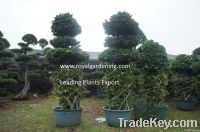 Ficus microcarpa vase shape