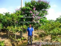 Lagerstroemia speciosa