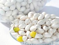 fresh hot sale Ginkgo Nut in shell