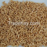 Yellow Corn