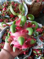 White/Red Dragon fruit from Vietnam/Ms.Hanna