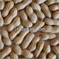 Groundnut Seeds