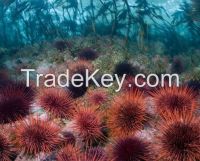 Sea Urchin, sea cucumber