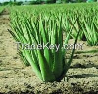 Organic Aloe Vera