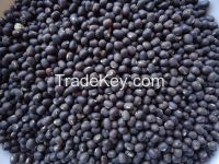 Black Matpe Beans (Thailand
