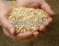 wheat barley (animal feed)