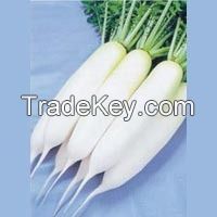 Fresh Radish