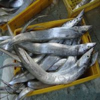 Ribbon Fish Balochistan Frozen Horse Mackerel, Salmon,Eel, Sea Bass Globefish &amp; Tuna Fish