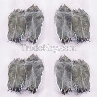 Dried Soursop ( Graviola / Guanabana ) Leaves  SOURSOPLEAVES-GO.COM