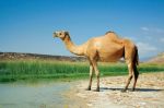 Mohammed, Momina, kider And friends Livestock Fattening Union Partenership Associaton